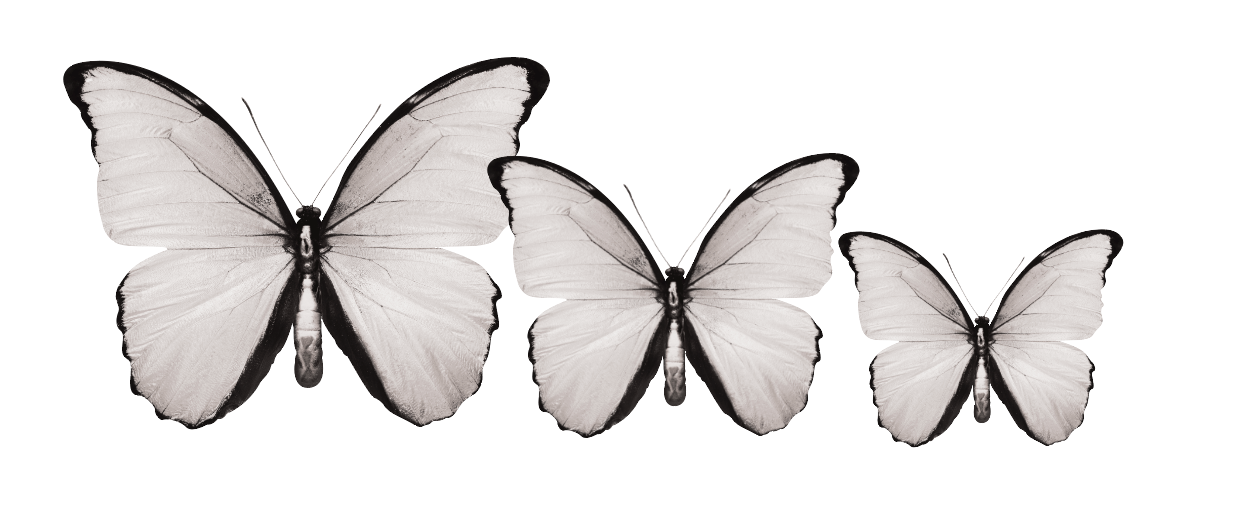 CIRCA 3D MIX Butterfly Acrylic Prints Set of 3