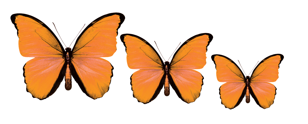 CIRCA 3D MIX Butterfly Acrylic Prints Set of 3