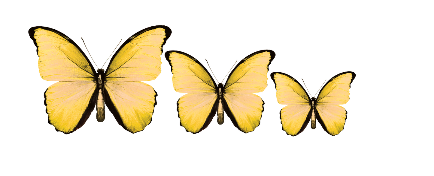 CIRCA 3D MIX Butterfly Acrylic Prints Set of 3