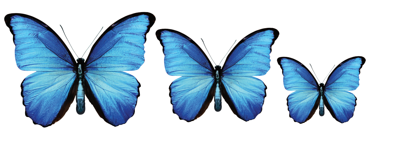 CIRCA 3D MIX Butterfly Acrylic Prints Set of 3