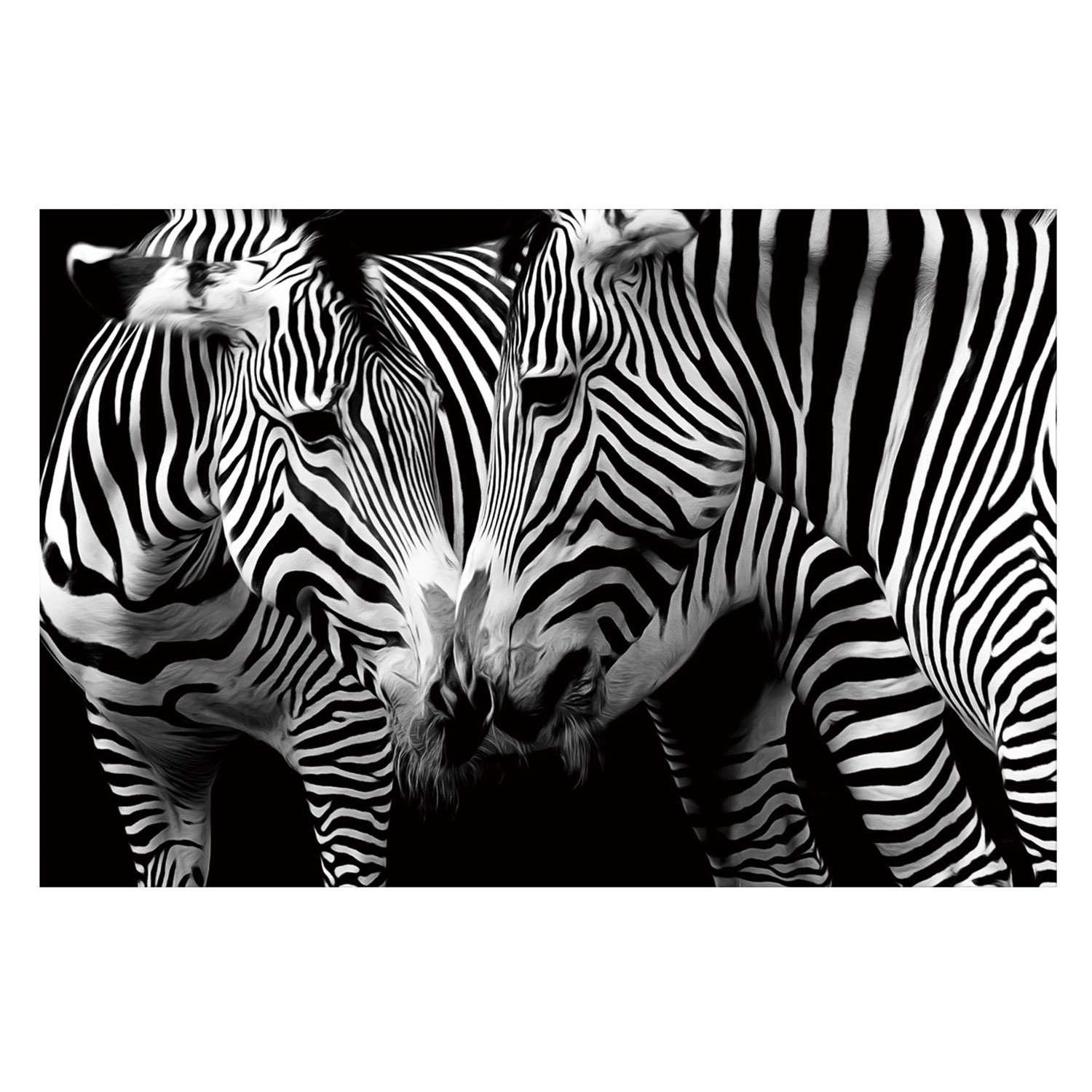 Zebras in Black & White – Tempered Glass Print – USA Acrylic – Florida