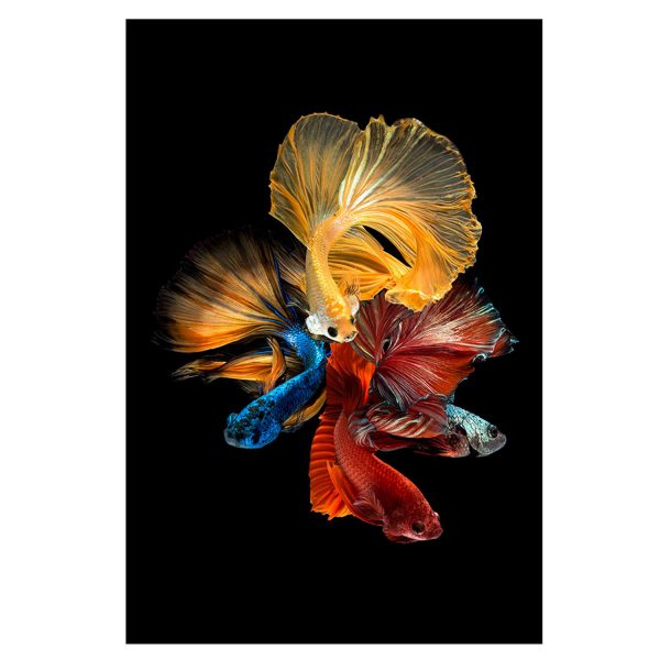 Abstract Fish – Tempered Glass Print – USA Acrylic – Florida