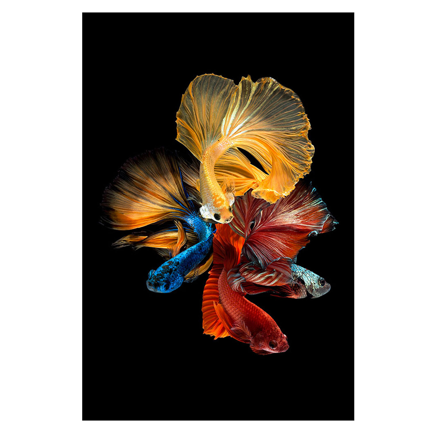 Abstract Fish – Tempered Glass Print – USA Acrylic – Florida