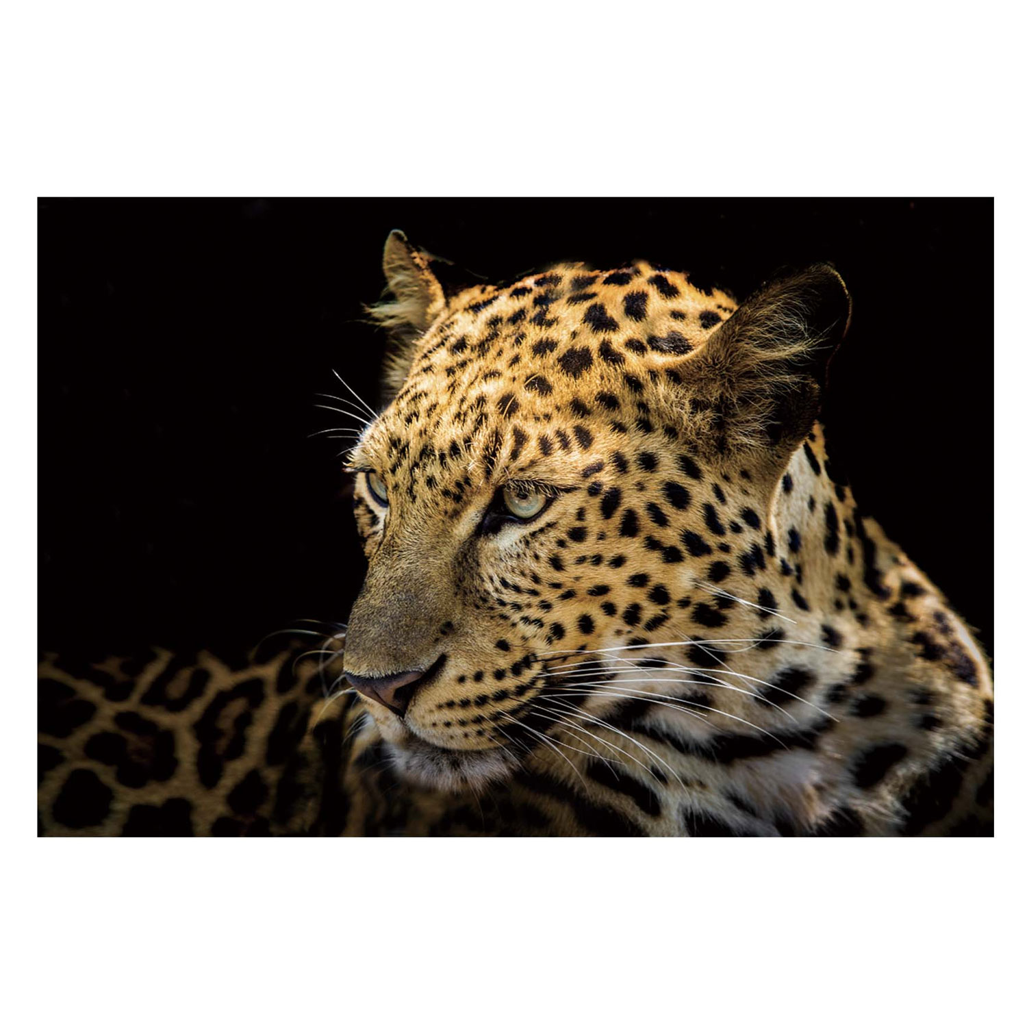 Focused Leopard – Tempered Glass Print – USA Acrylic – Florida