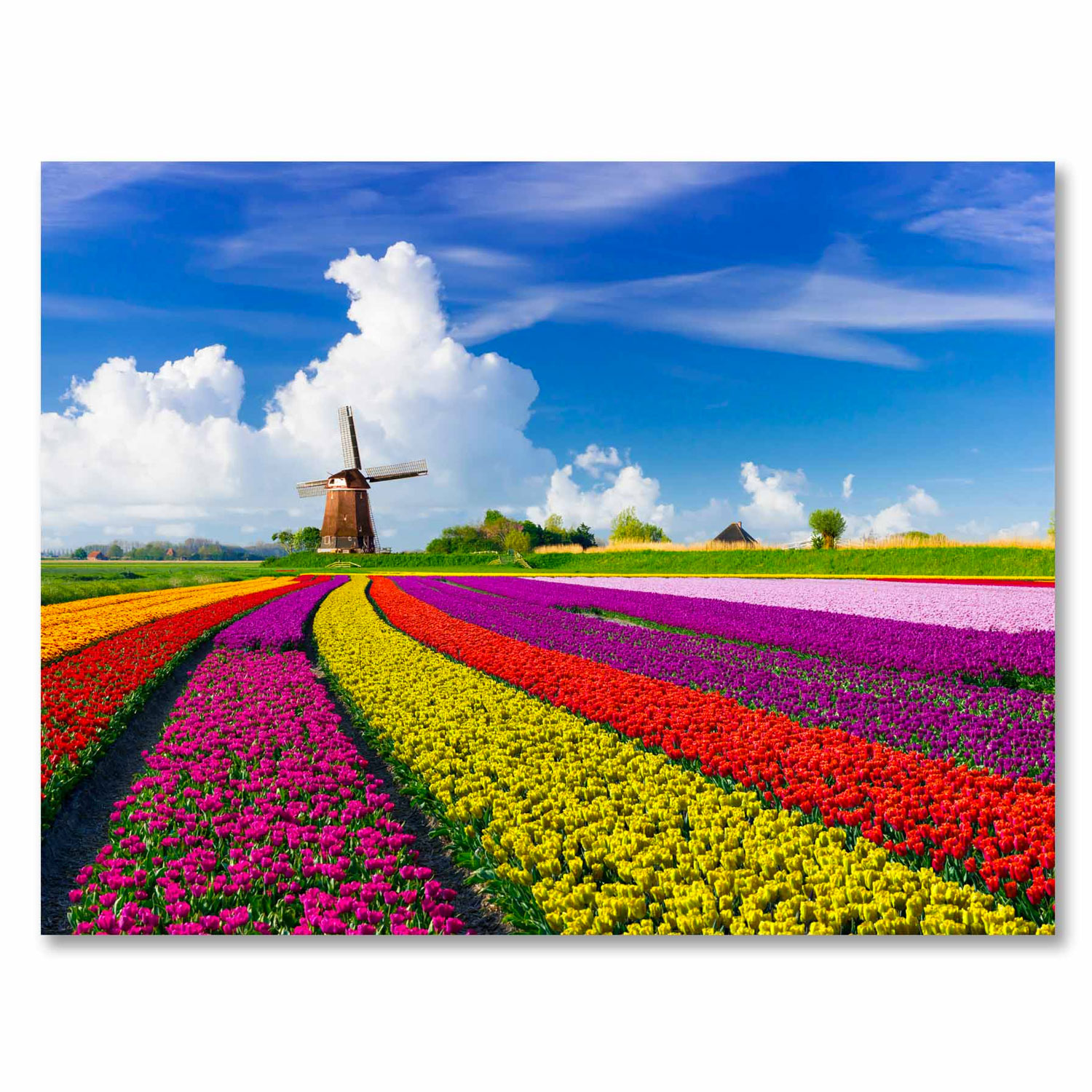 Tulips in Holland – Tempered Glass Art – USA Acrylic – Florida