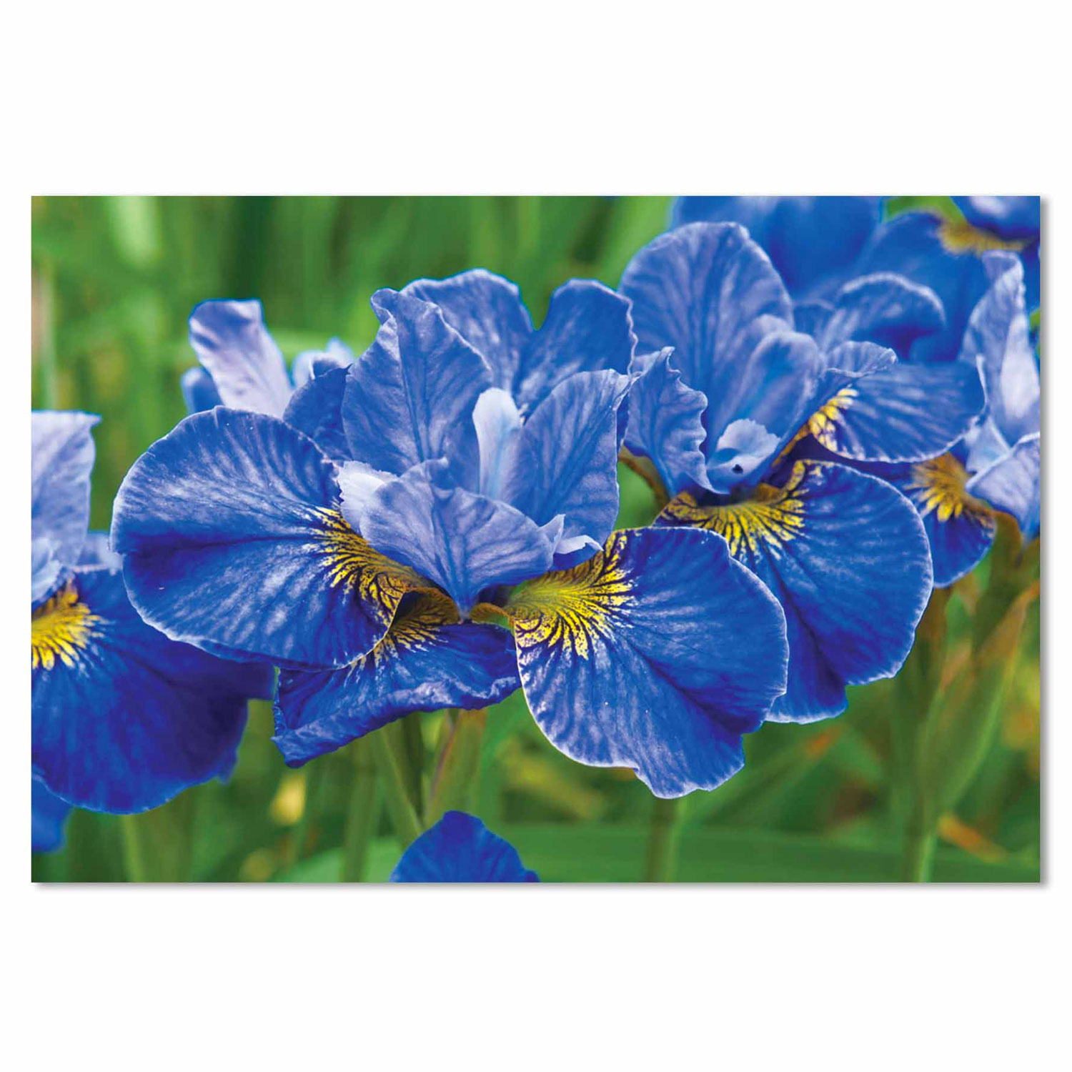 Blue Flower – Tempered Glass Print – USA Acrylic – Miami Lakes